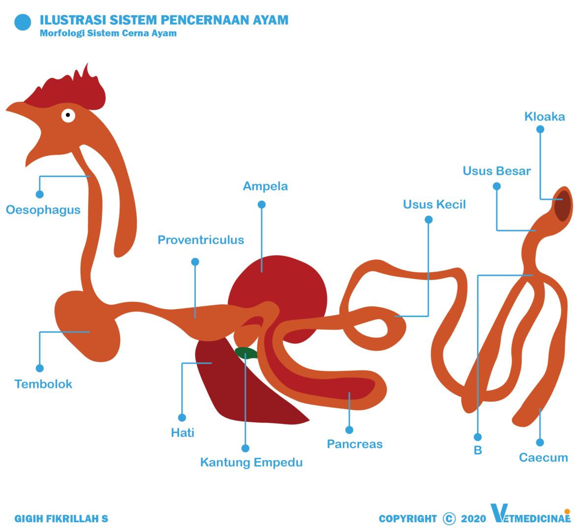 Organ Pencernaan Pada Burung Ifaworldcup