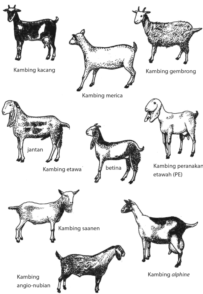 Apa saja perbedaan kambing dan domba