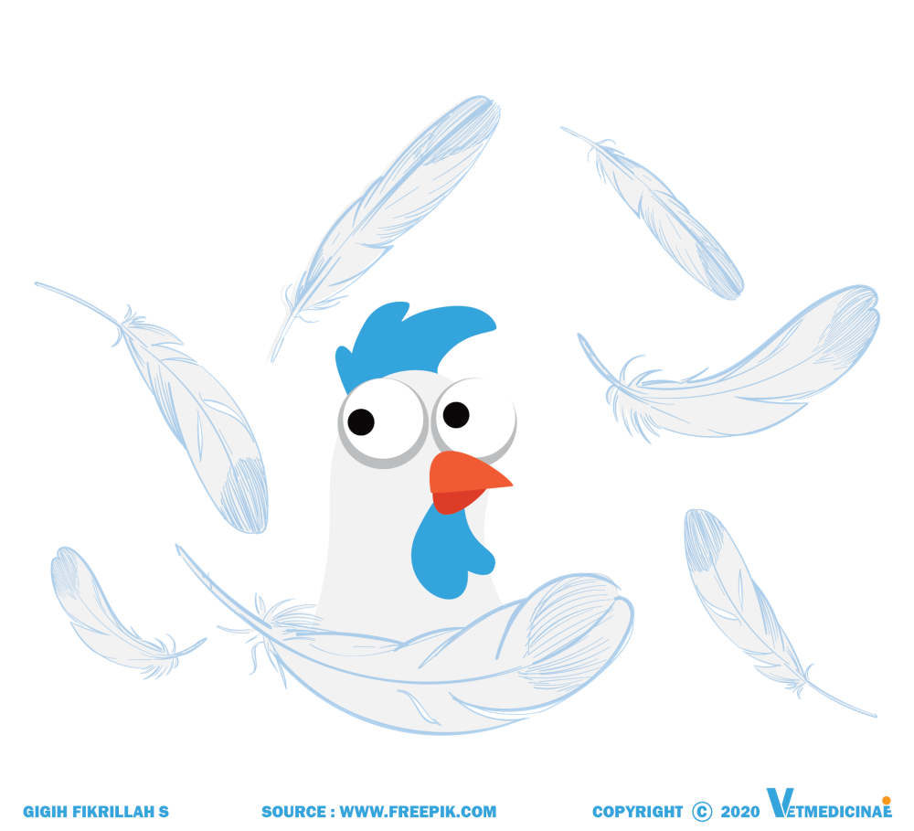 Proses Pembentukan Telur Ayam » VETMEDICINAE