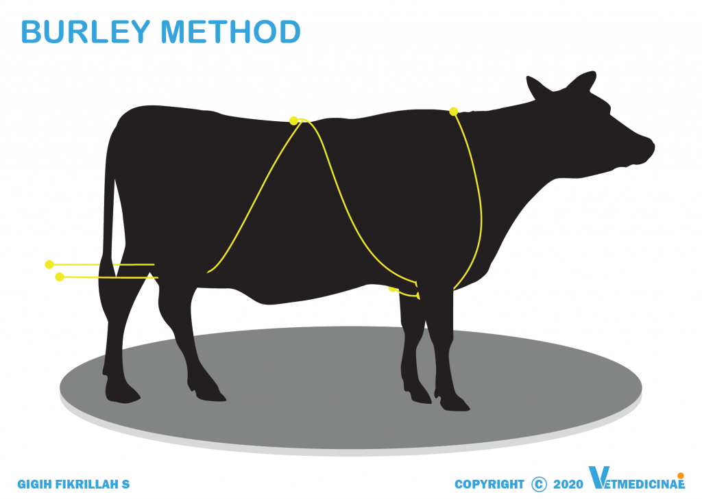 cara merobohkan sapi dengan tali