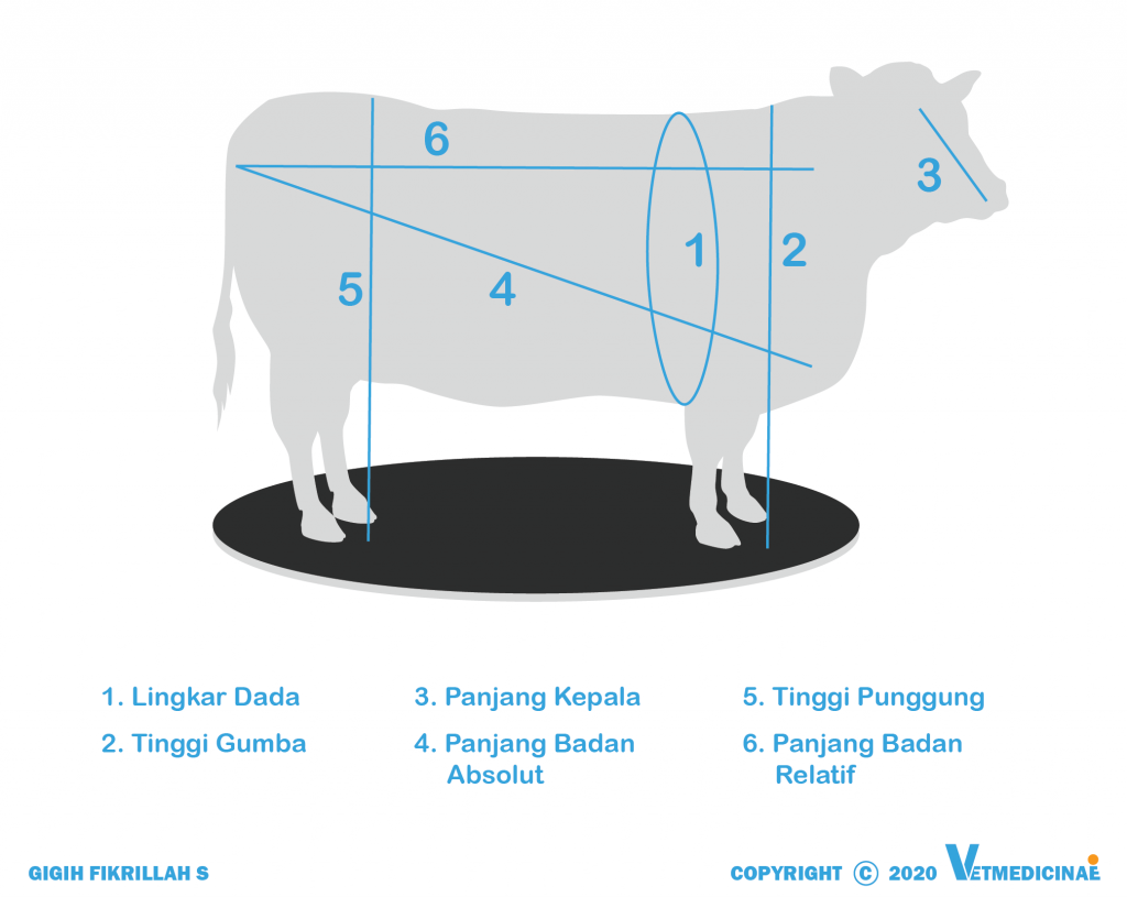 menghitung berat badan sapi