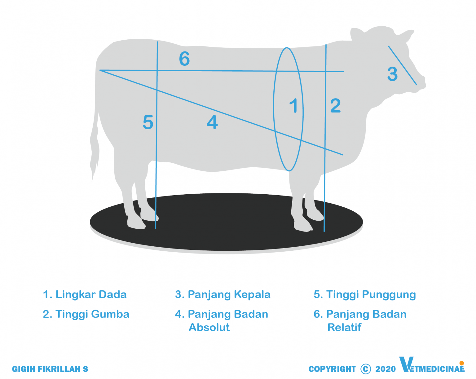 Cara Menghitung Berat Badan Sapi – VETMEDICINAE