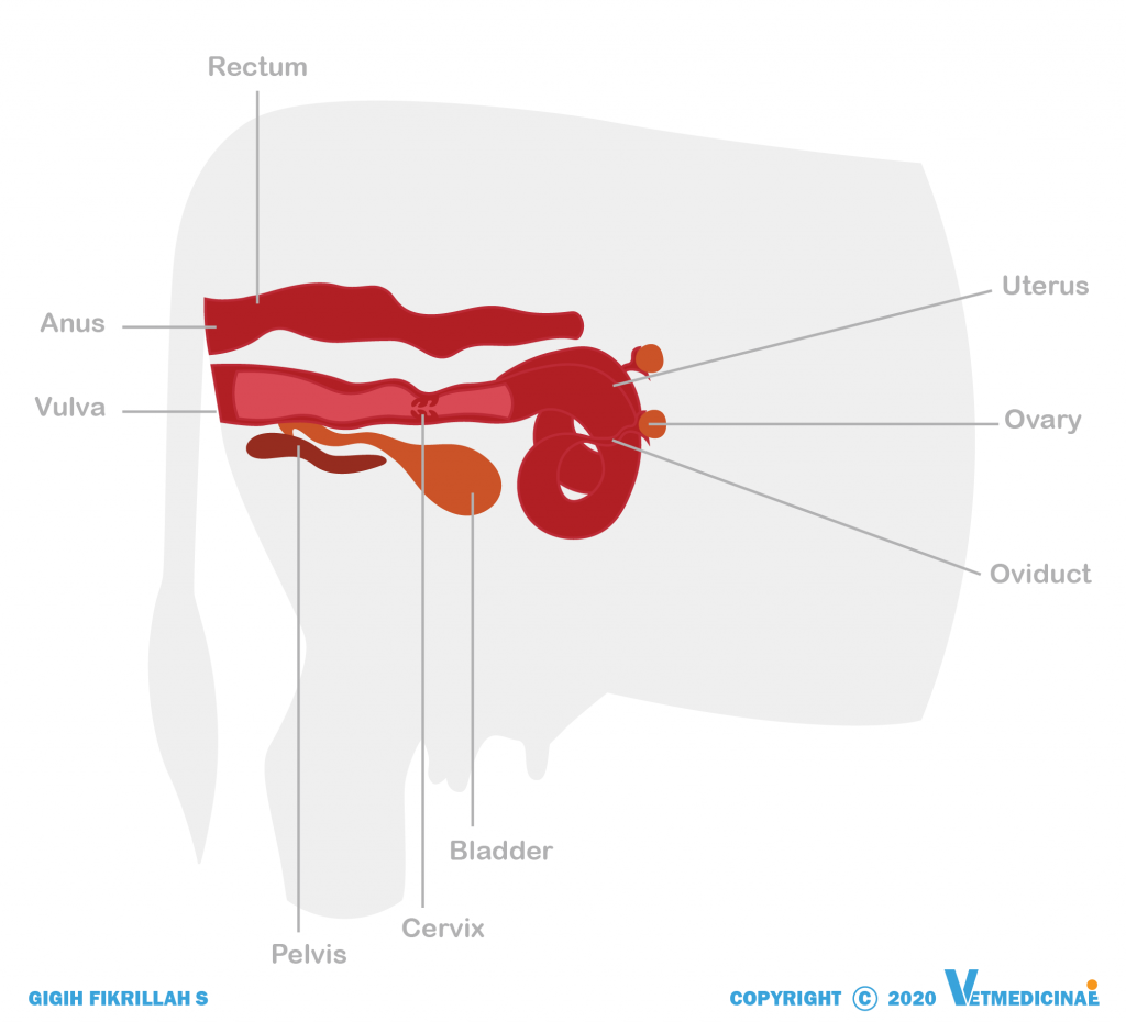 penyakit prolapsus uteri pada sapi