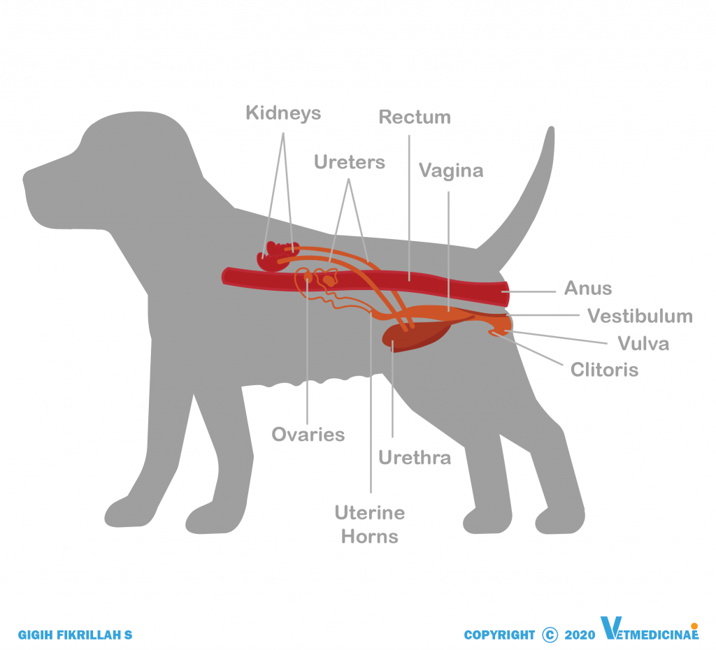 sistem reproduksi anjing betina
