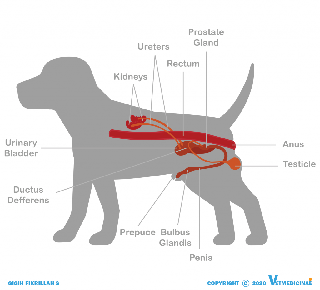 sistem reproduksi anjing jantan