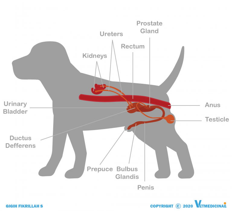 Sistem Reproduksi Anjing Jantan Dan Anjing Betina » VETMEDICINAE
