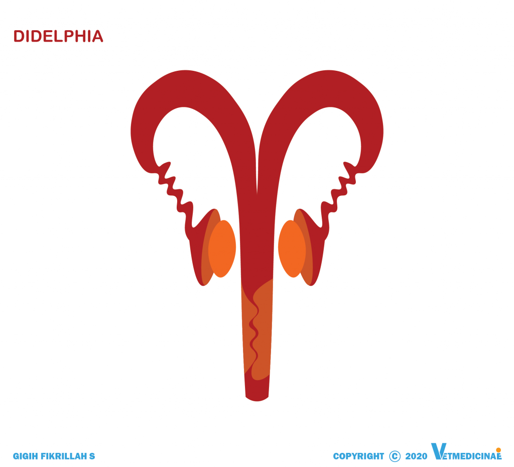 tipe uterus didelphia