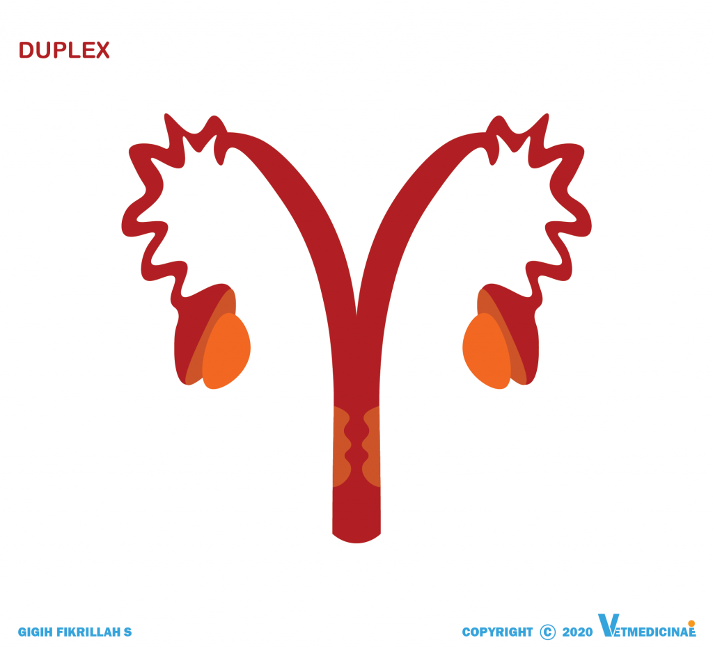 tipe uterus duplex
