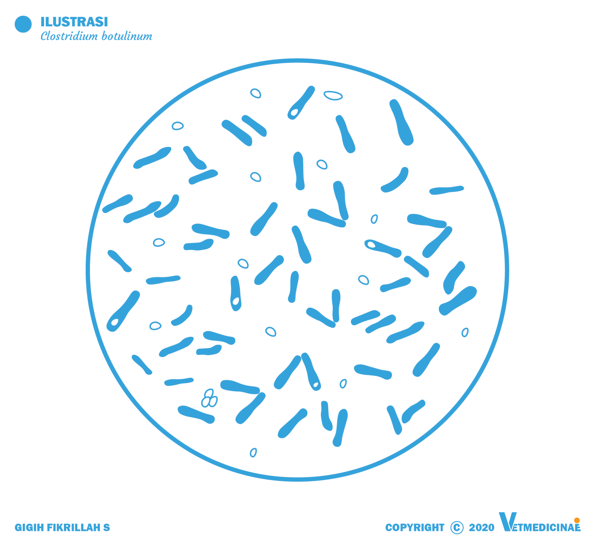 Клостридиум ботулинум микробиология. Clostridium botulinum микроскопия. Clostridium botulinum жгутики.