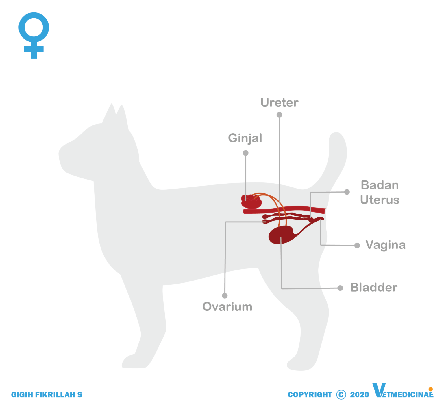 FLUTD Pada Kucing » VETMEDICINAE