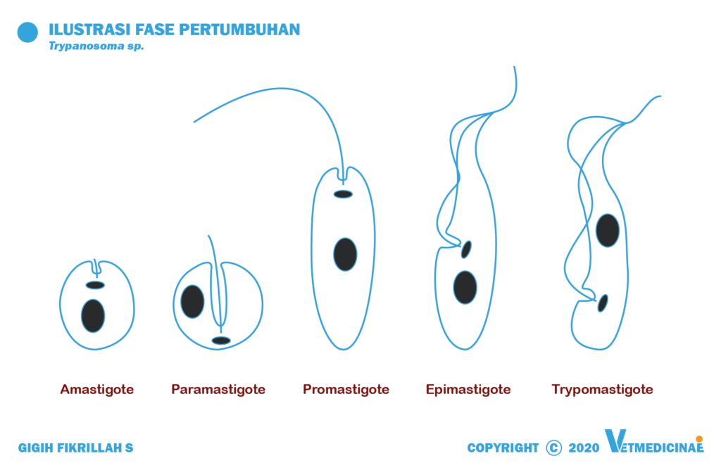 Fase Trypanosoma sp