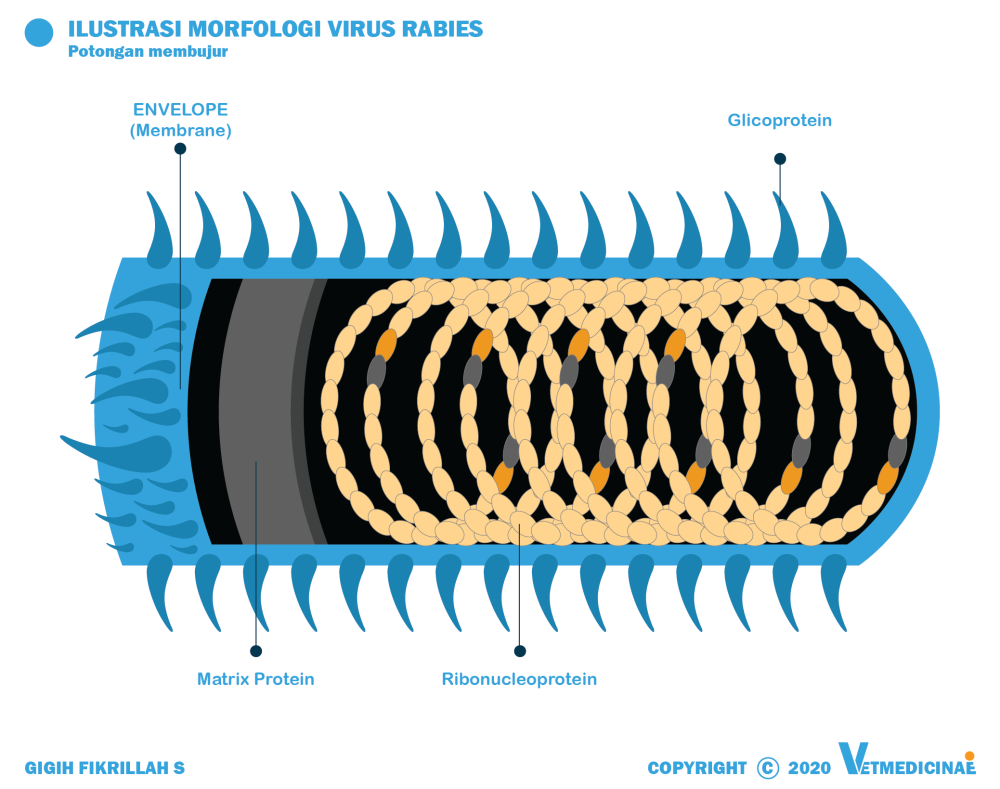 Gejala Rabies Pada Hewan Dan Manusia » VETMEDICINAE