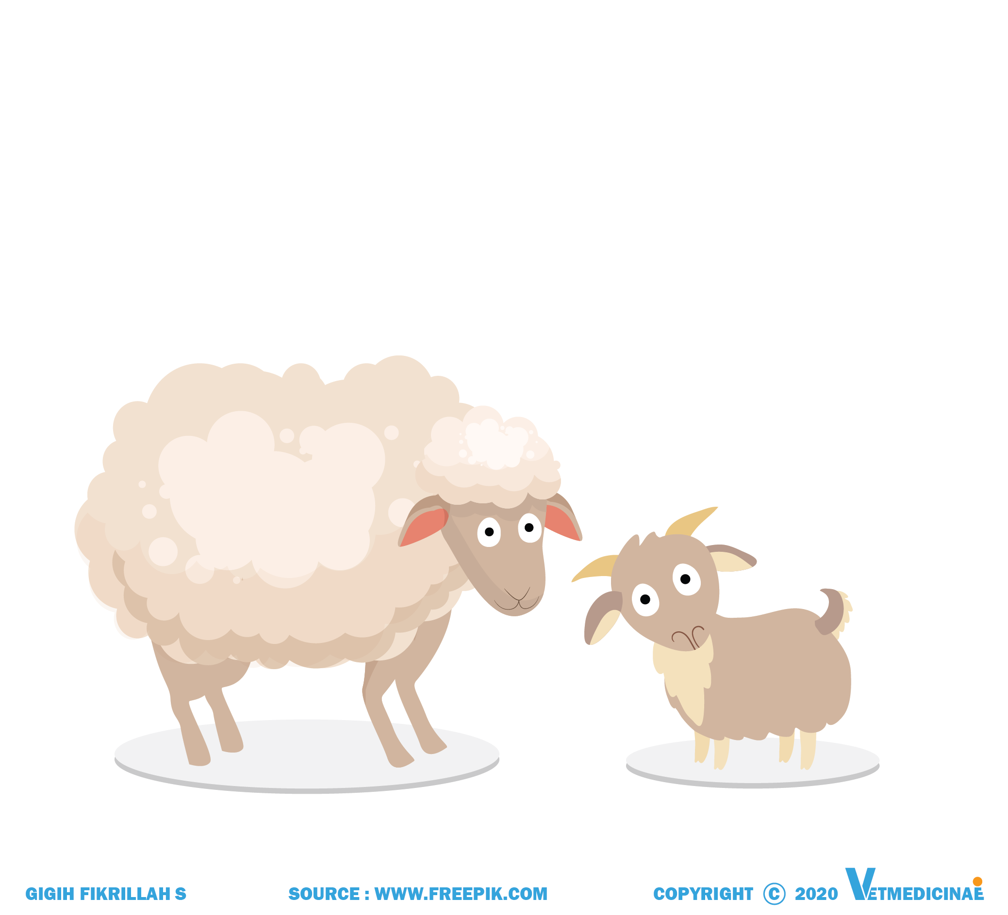 perbedaan kambing dan domba