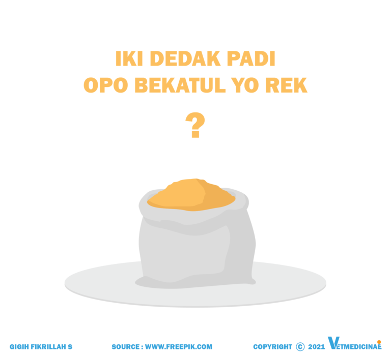 perbedaan dedak padi dan bekatul adalah