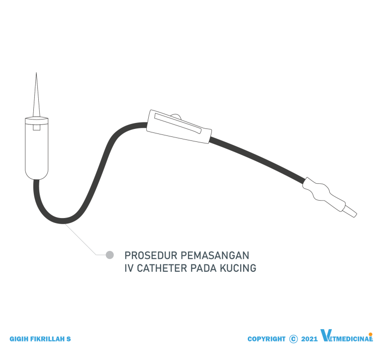 prosedur pemasangan infus pada kucing