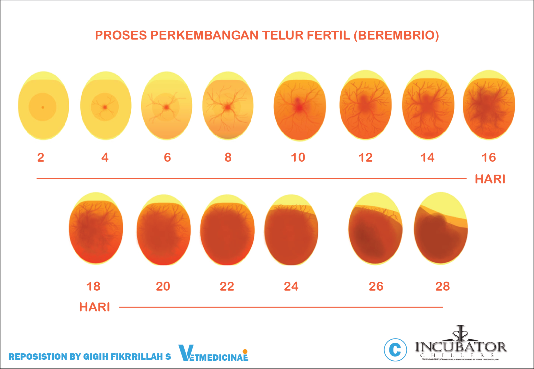 Yuk Ketahui Perbedaan Telur Fertil Dan Infertil » VETMEDICINAE