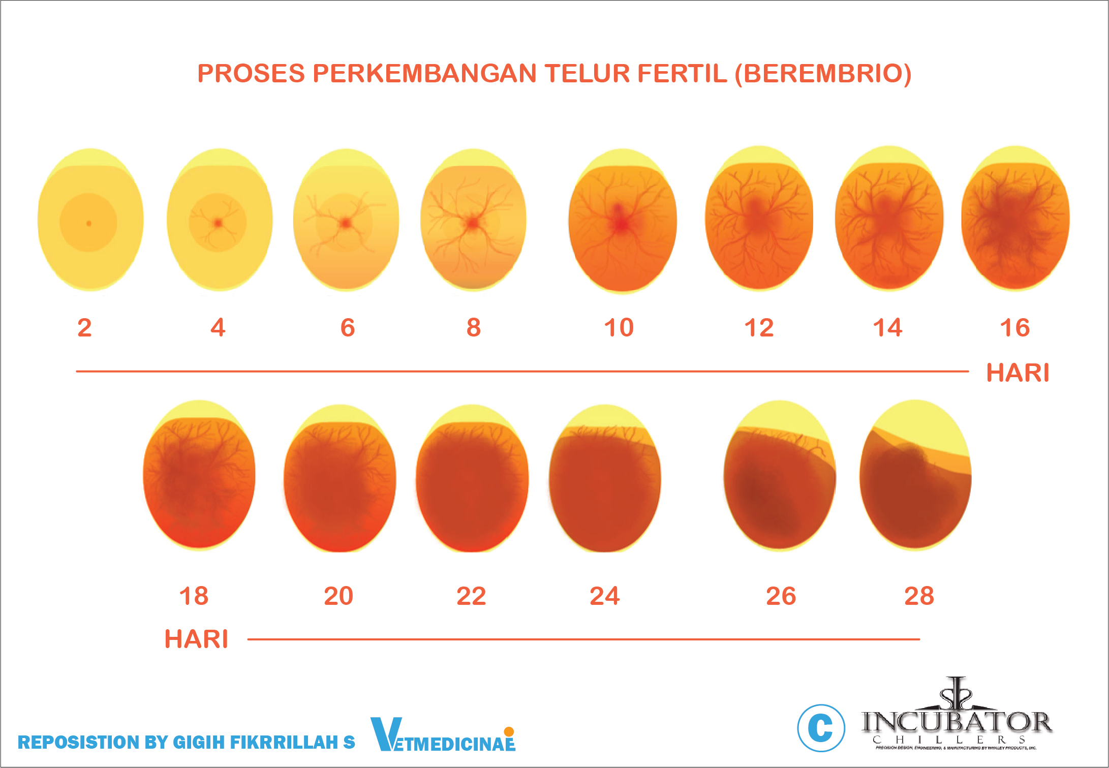 cara membedakan dan perbedaan telur fertil dan infetil