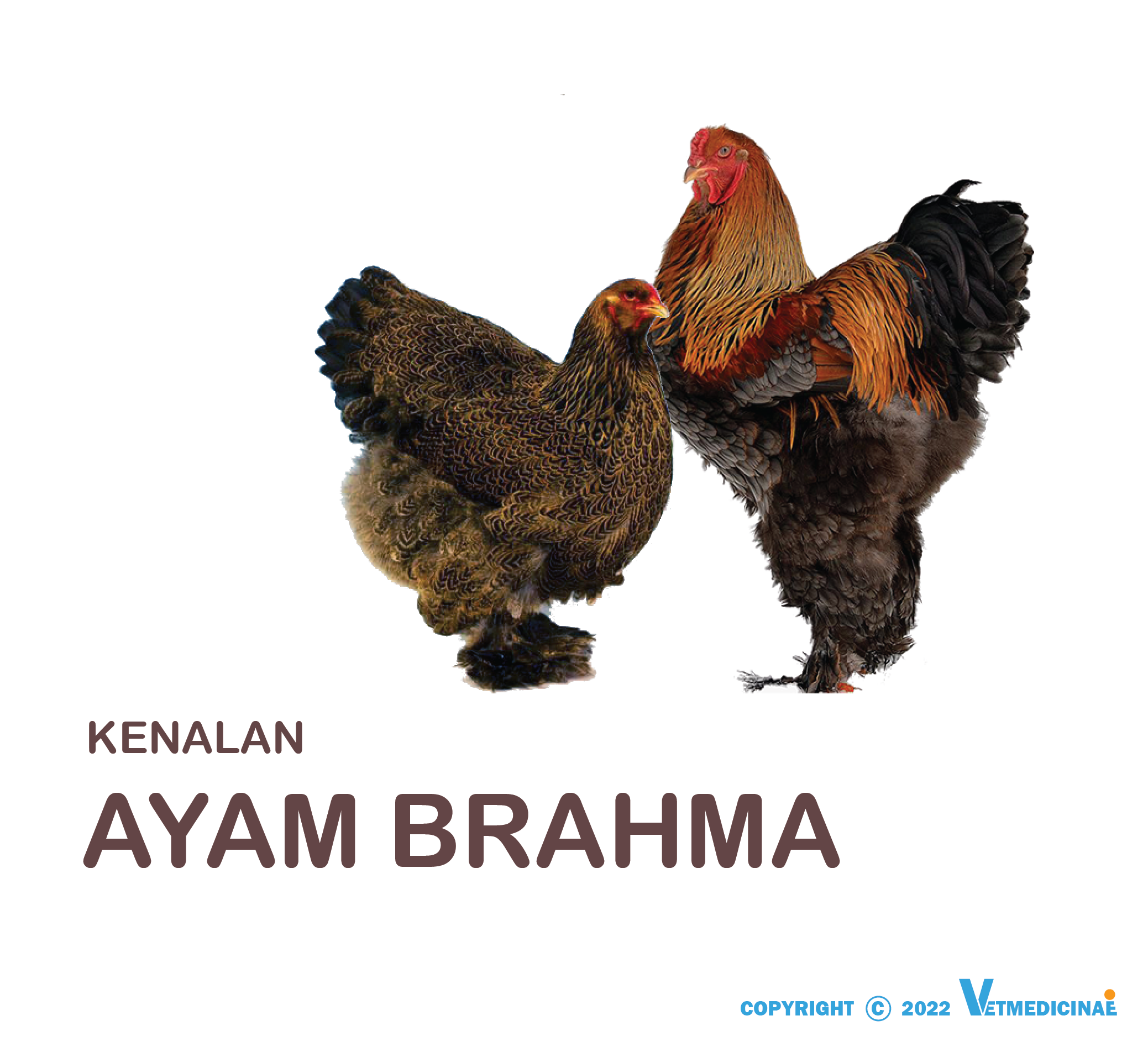 jenis ayam brahma terbesar di indonesia