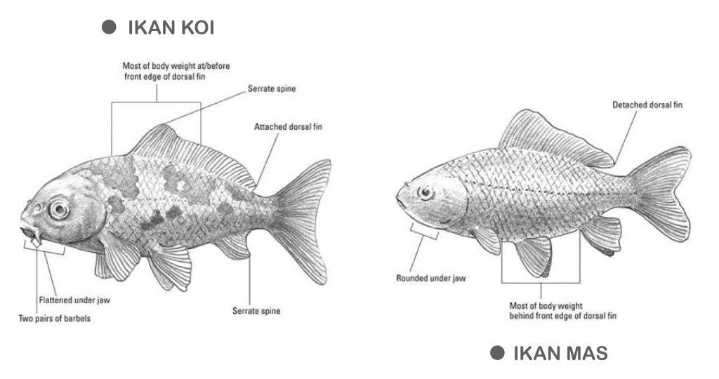 Apa perbedaan ikan koi dan ikan mas