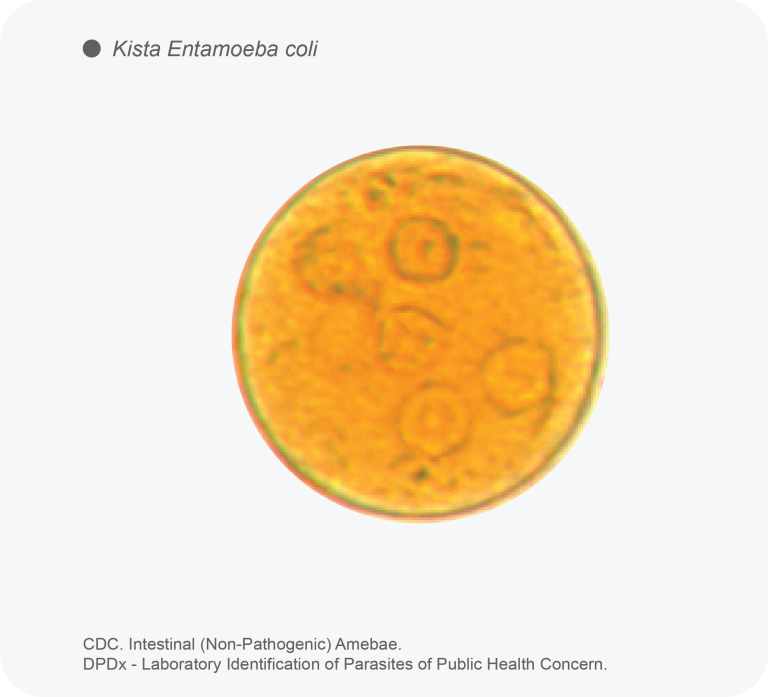 Protozoa Entamoeba coli mikroskopis