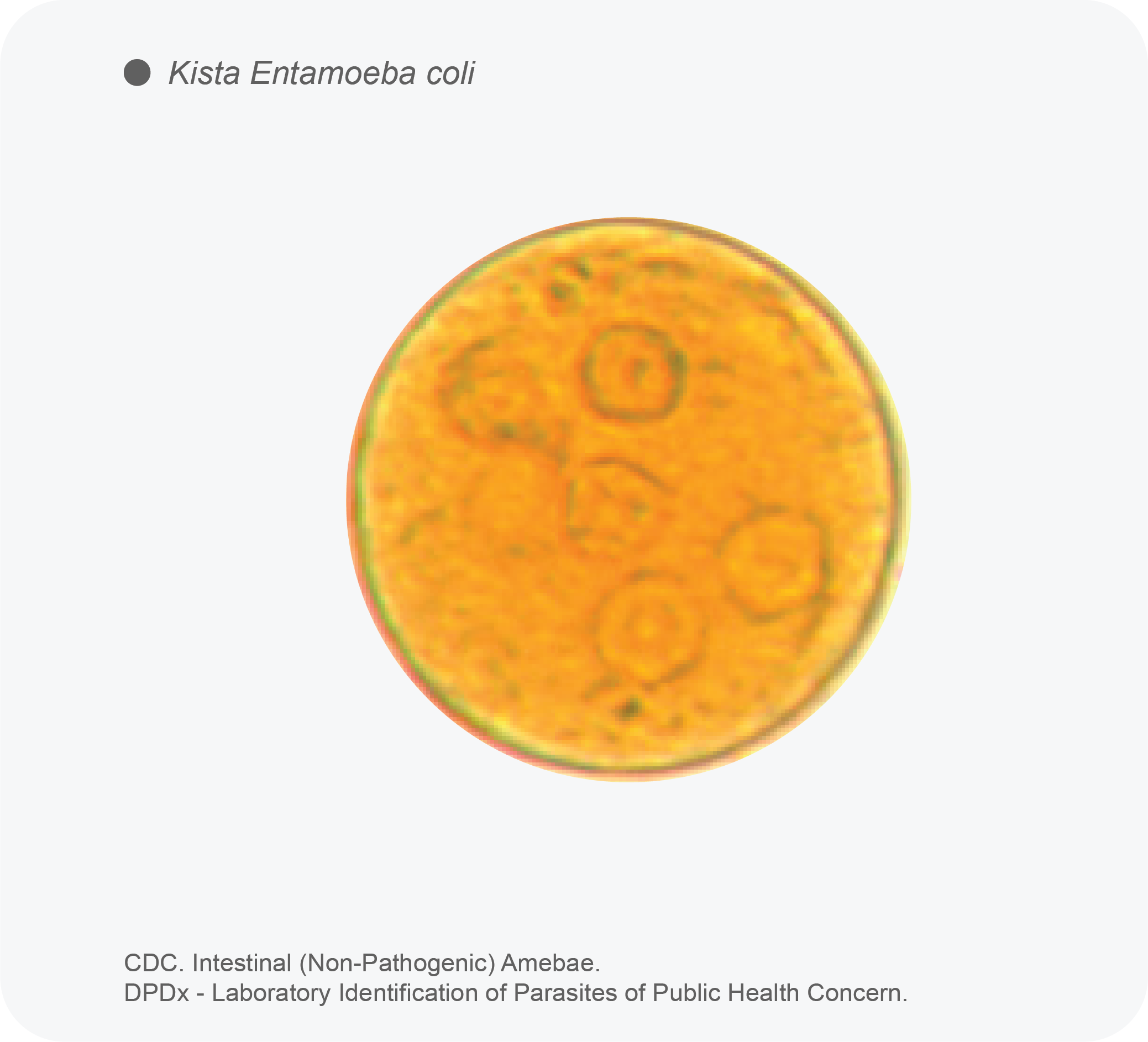 Protozoa Entamoeba coli mikroskopis