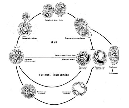 Siklus hidup entamoeba coli