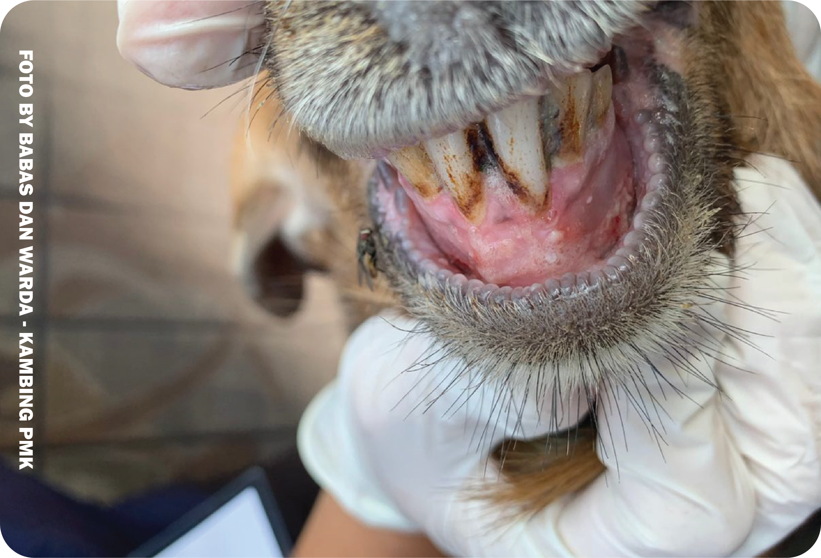 Pengobatan penyakit mulut dan kuku pmk pada hewan