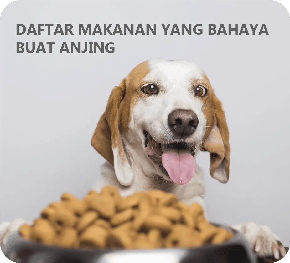 Daftar makanan yang tidak boleh dimakan anjing