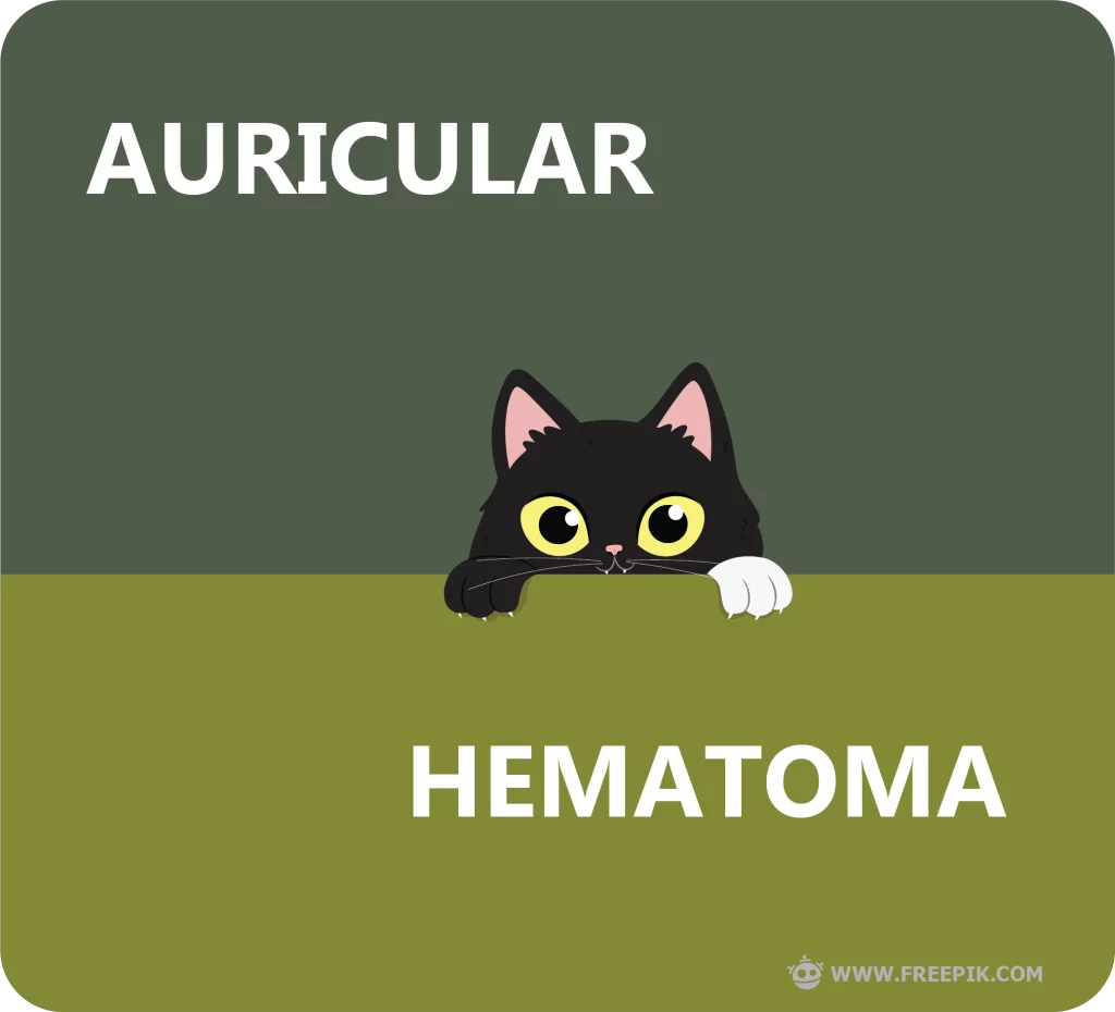 Auricular Hematoma pada kucing othematoma