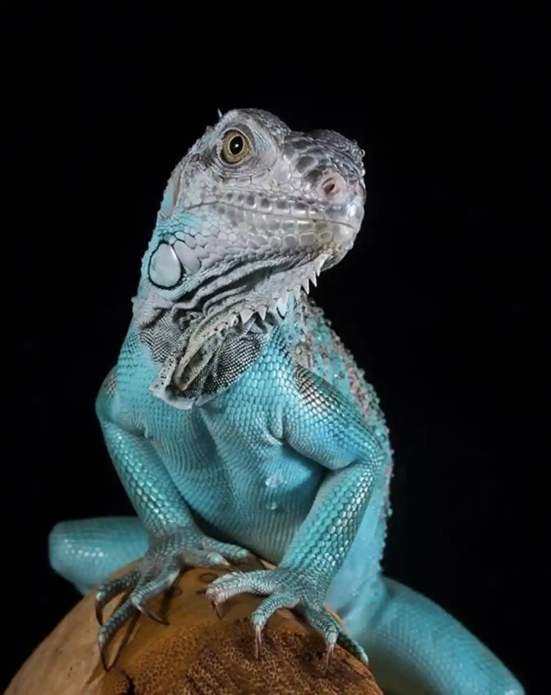 Blue Diamond Iguana